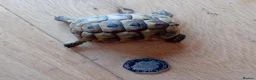 Tortoise reptiles for sale: Year old baby tortoises for sale - Advert 1