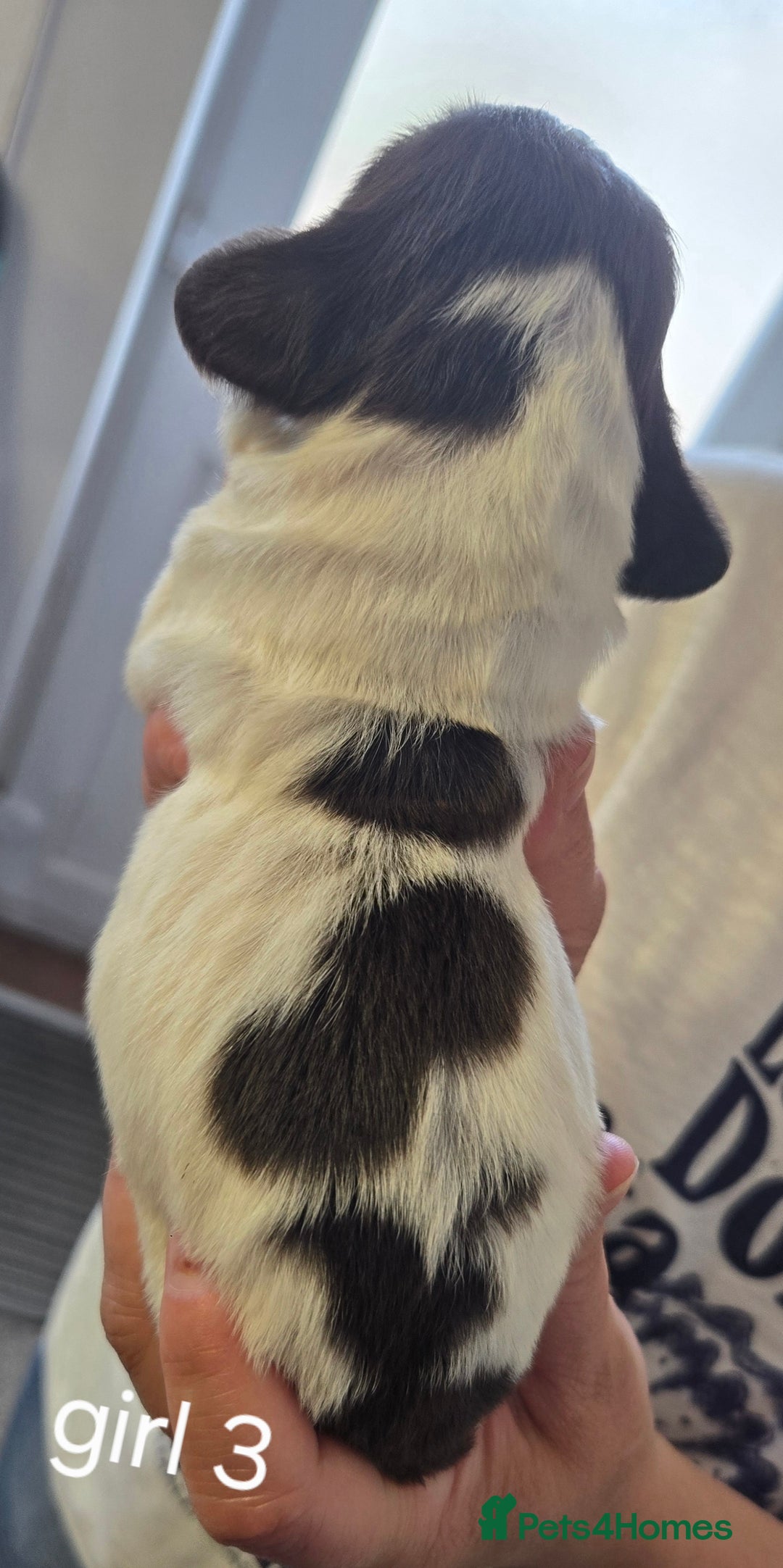Sprocker dogs for sale: Beautiful sprocker spaniel puppies (5 left) - Image 15