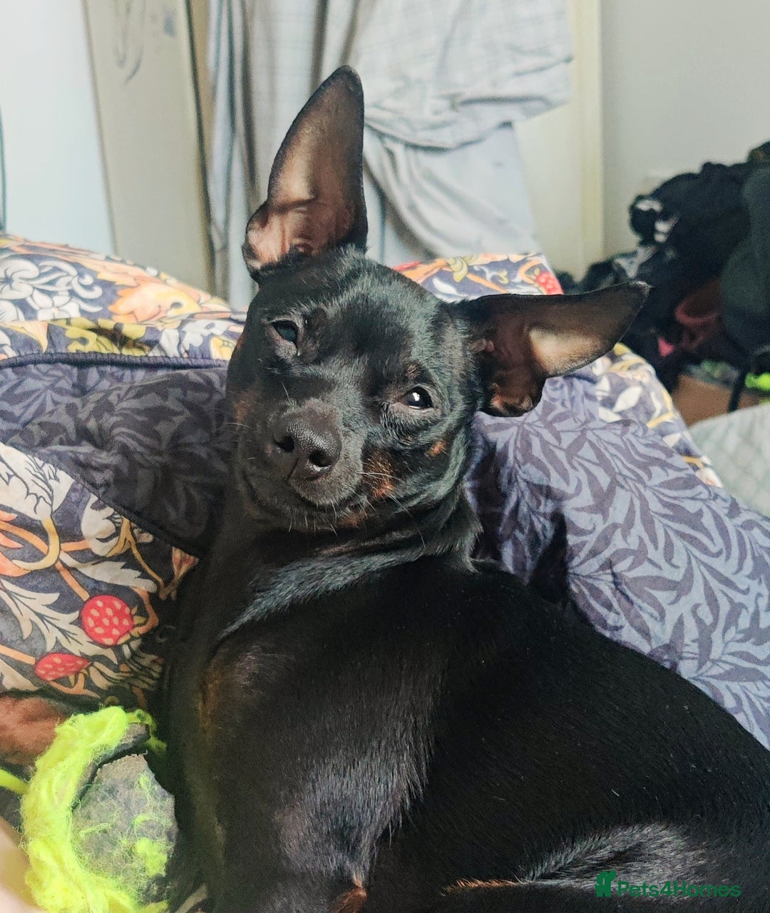 Miniature Pinscher dogs for sale: Miniature pinscher needs new home. Male. 2yrs - Image 2