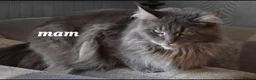 Maine Coon cats for sale: Tica registered DNA tested parents poly Maine Coon - Advert 3