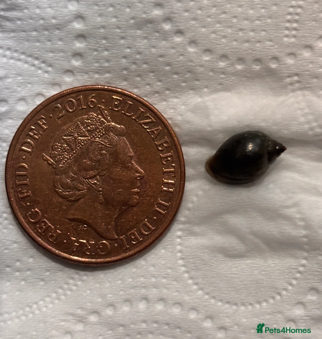 Snails invertebrates for sale: Snails  - Advert 2