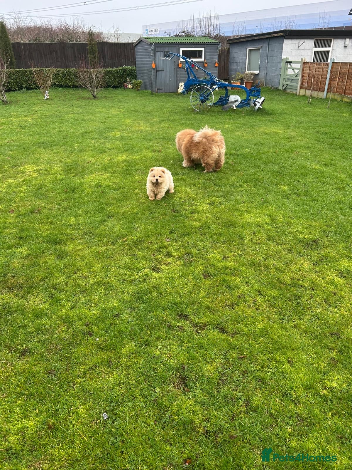 Chow Chow dogs  READY NOW amazing cream chow chow boy - Advert 13