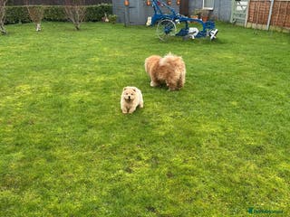 Chow Chow dogs READY NOW amazing cream chow chow boy - Advert 16