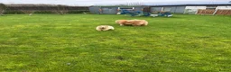Chow Chow dogs for sale:  READY NOW amazing cream chow chow boy - Advert 2