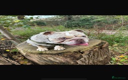 English Bulldog dogs for adoption: Gorgeous Bulldog for adoption  - Image 2