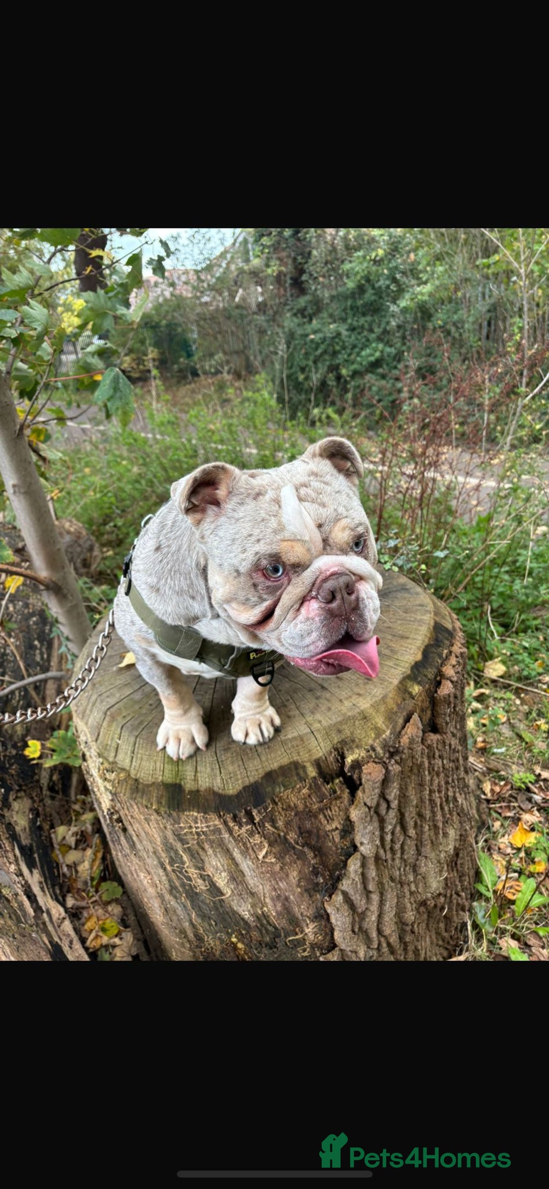 English Bulldog dogs for adoption: Gorgeous Bulldog for adoption  - Image 2