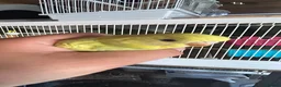 Budgerigars birds for sale: 2 Hand tame babies  - Advert 1