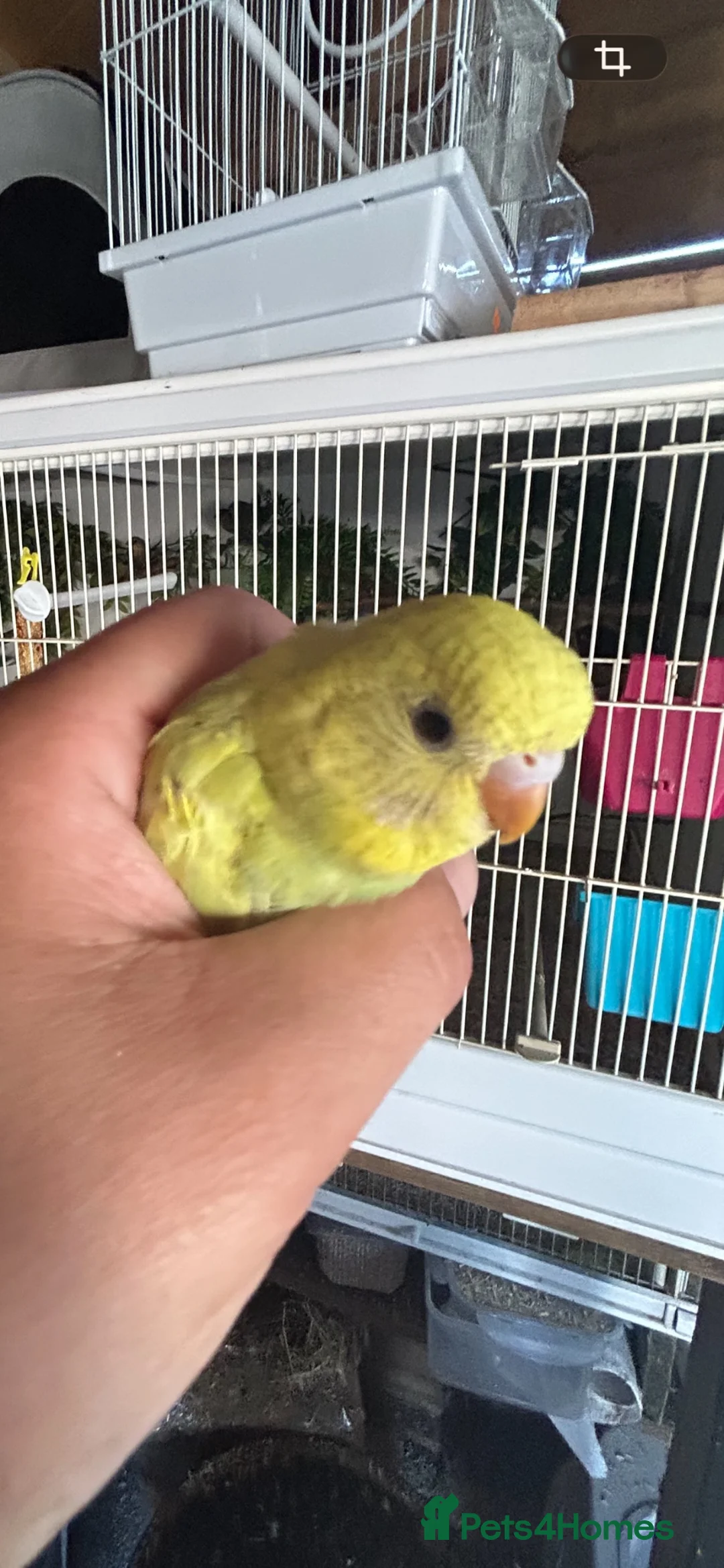 Budgerigars birds for sale: 2 Hand tame babies  - Advert 1