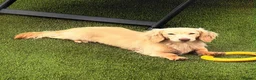 Miniature Dachshund dogs for sale: 🩷Stunning Long Haired Mini Dachshunds💙 - Advert 13