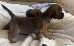 Border Terrier dogs for sale: Border terrier puppies  - Image 11