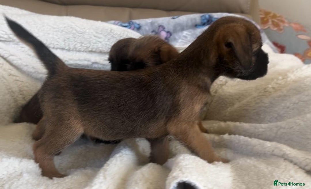 Border Terrier dogs for sale: Border terrier puppies  - Image 11