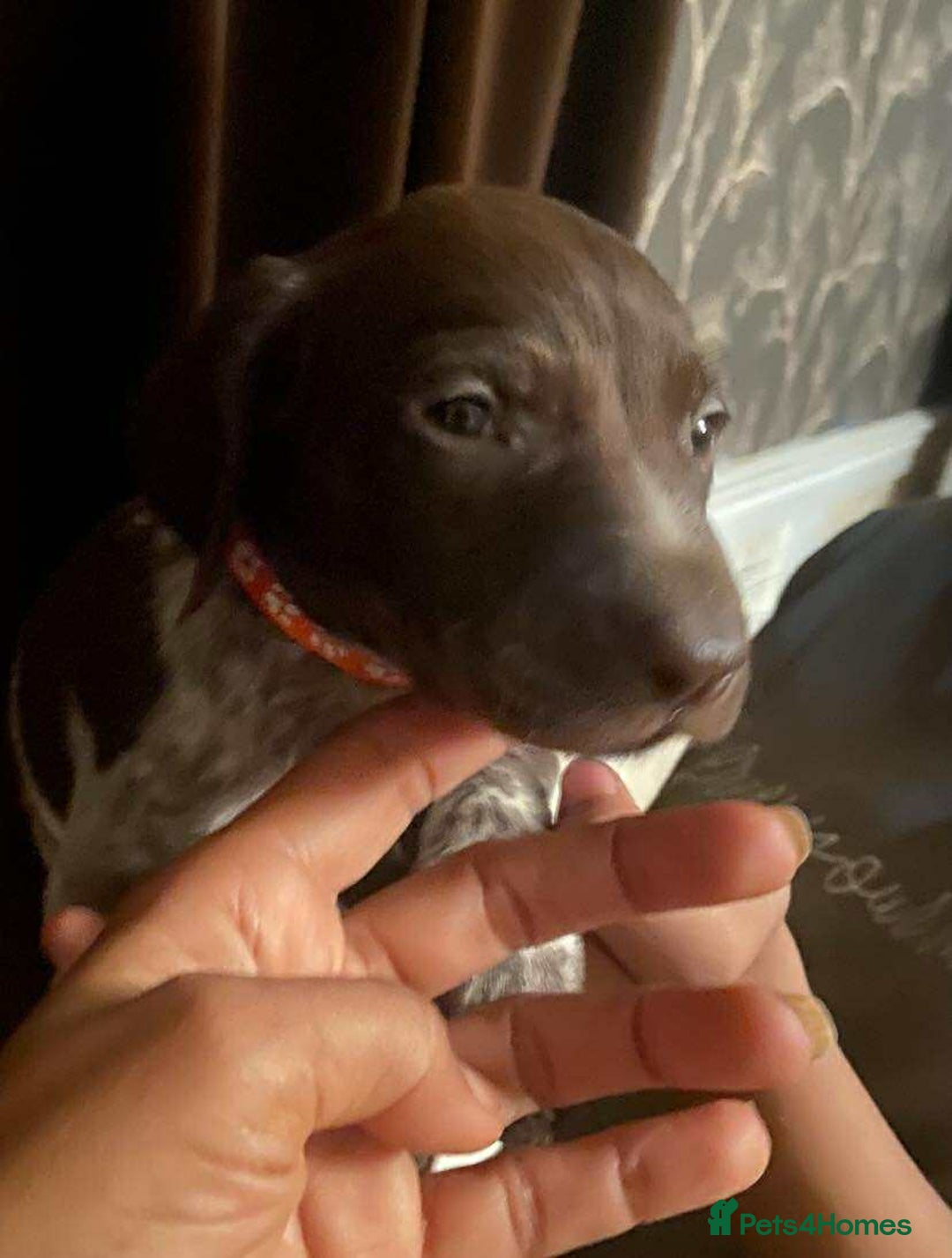 German Shorthaired Pointer dogs for sale: Stunning Litter of GSP puppies - Image 13