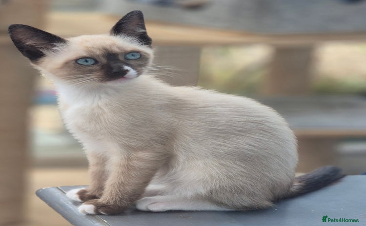 Snowshoe cats - Advert 1