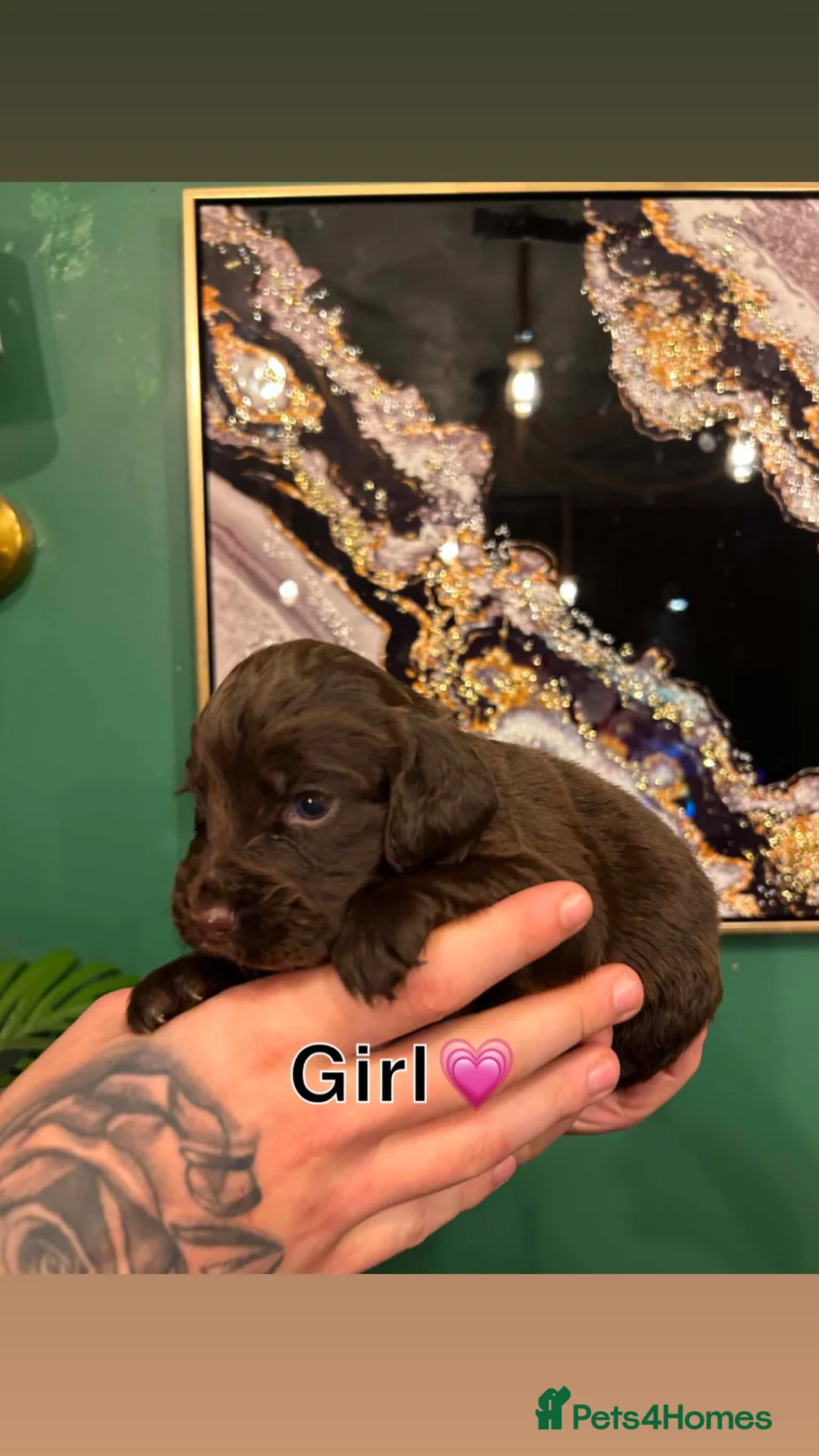 Cocker Spaniel dogs for sale: Chocolate cocker spaniel puppy  - Advert 7