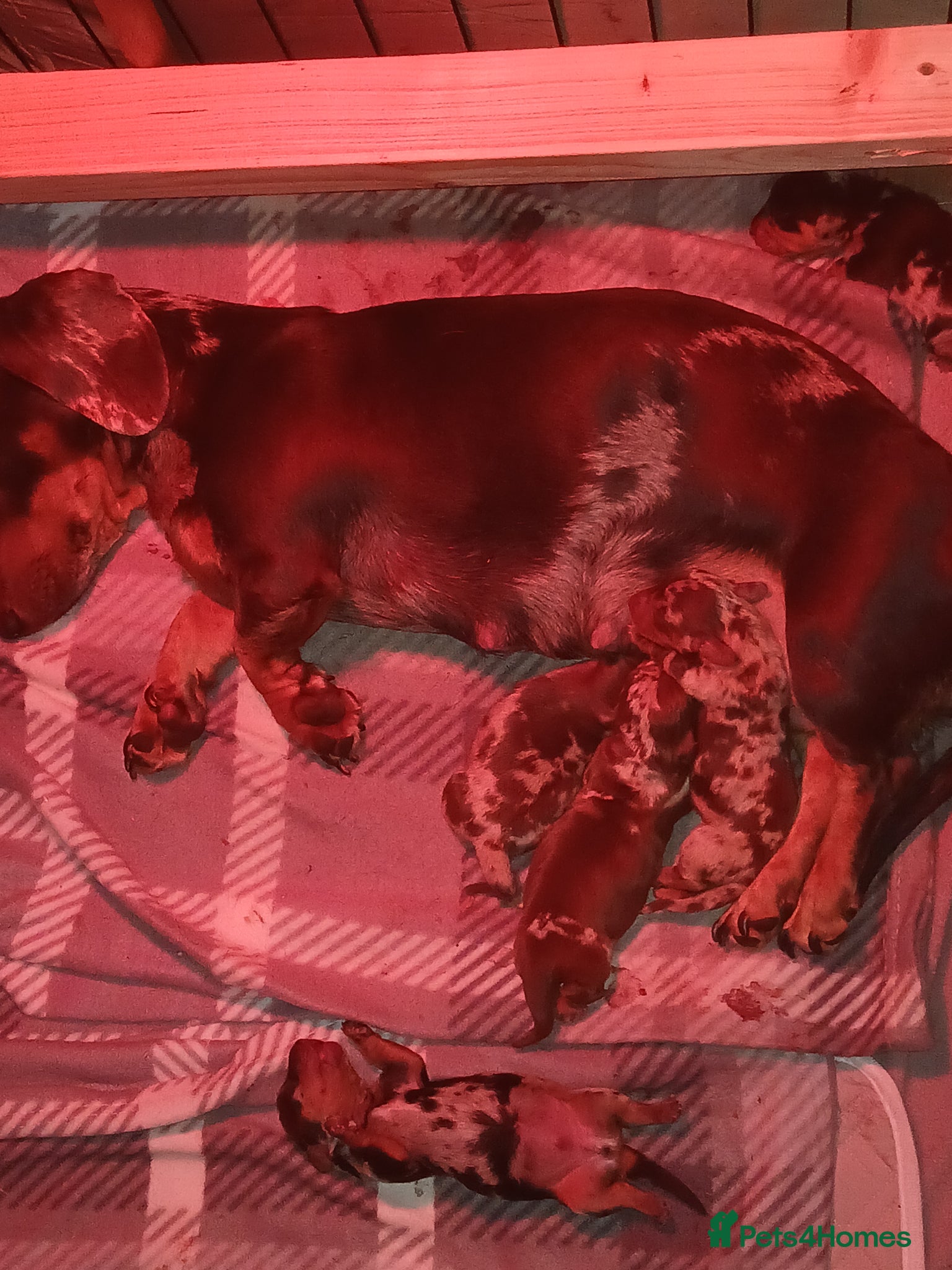 Dachshund dogs for sale: Dachshund puppys - Advert 13