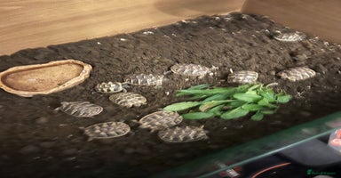 Hermann Tortoise reptiles - Advert 9