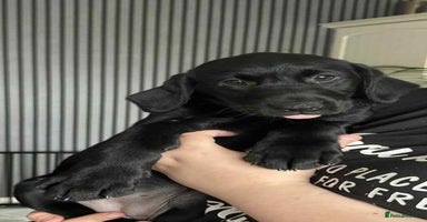 Labrador Retriever dogs in Jedburgh - Advert 2