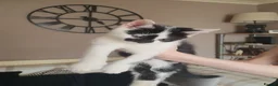 Domestic Shorthair cats for sale: Kittens for sale - Advert 9