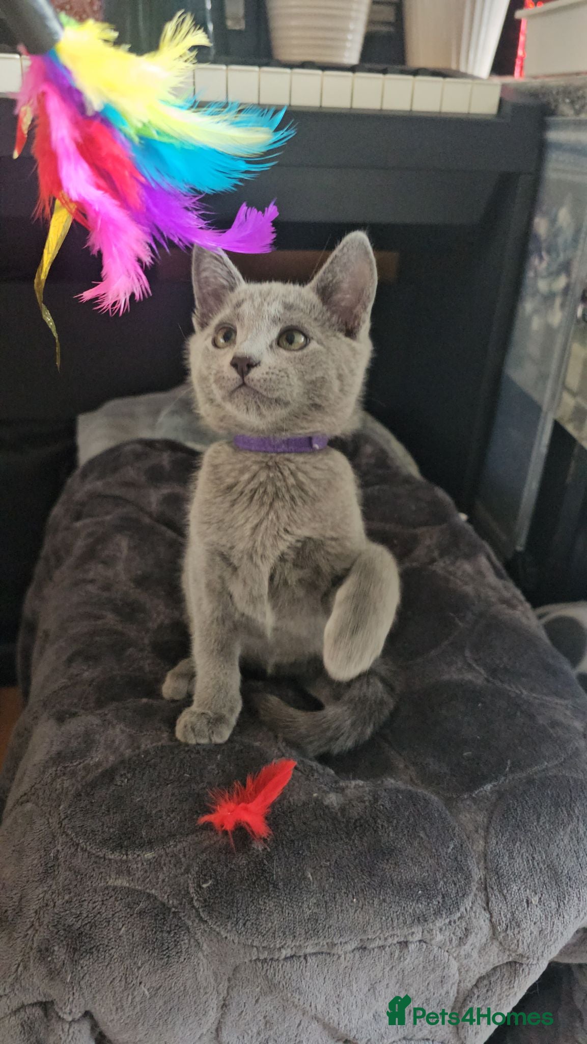 Russian Blue cats Ready Now TICA full pedigree RUSSIAN BLUE kittens  - Advert 5