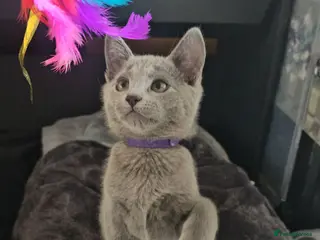Russian Blue cats Ready Now TICA full pedigree RUSSIAN BLUE kittens - Advert 5