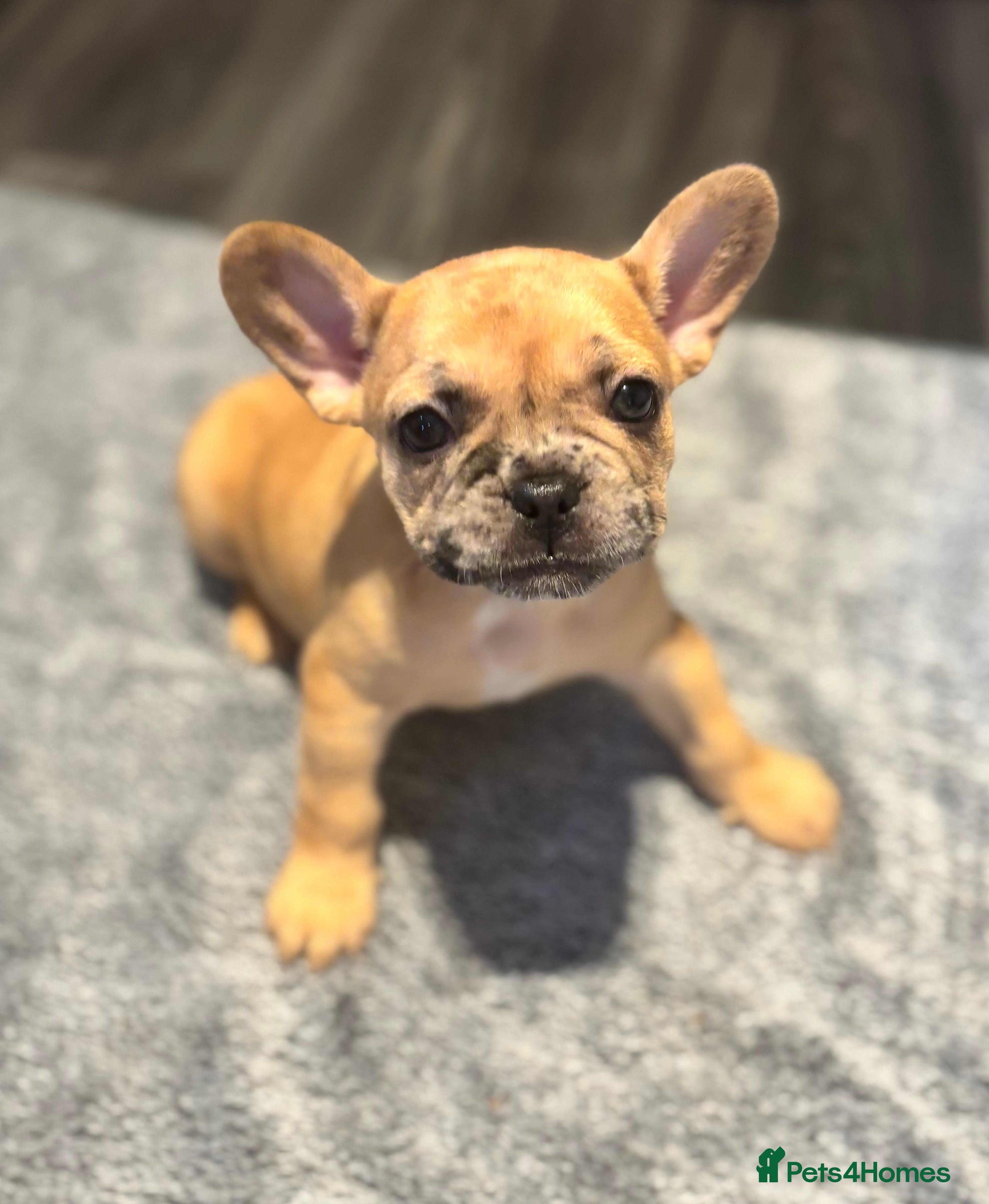French Bulldog dogs LAST ONE REDUCED FRENCH BULLDOG 🐾 - Advert 13