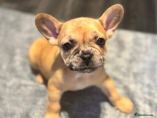 French Bulldog dogs LAST ONE REDUCED FRENCH BULLDOG 🐾 - Advert 14