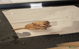Cockapoo dogs for sale: F1 Miniature Phantom Cockapoos  READY NOW  in Chulmleigh - Image 9
