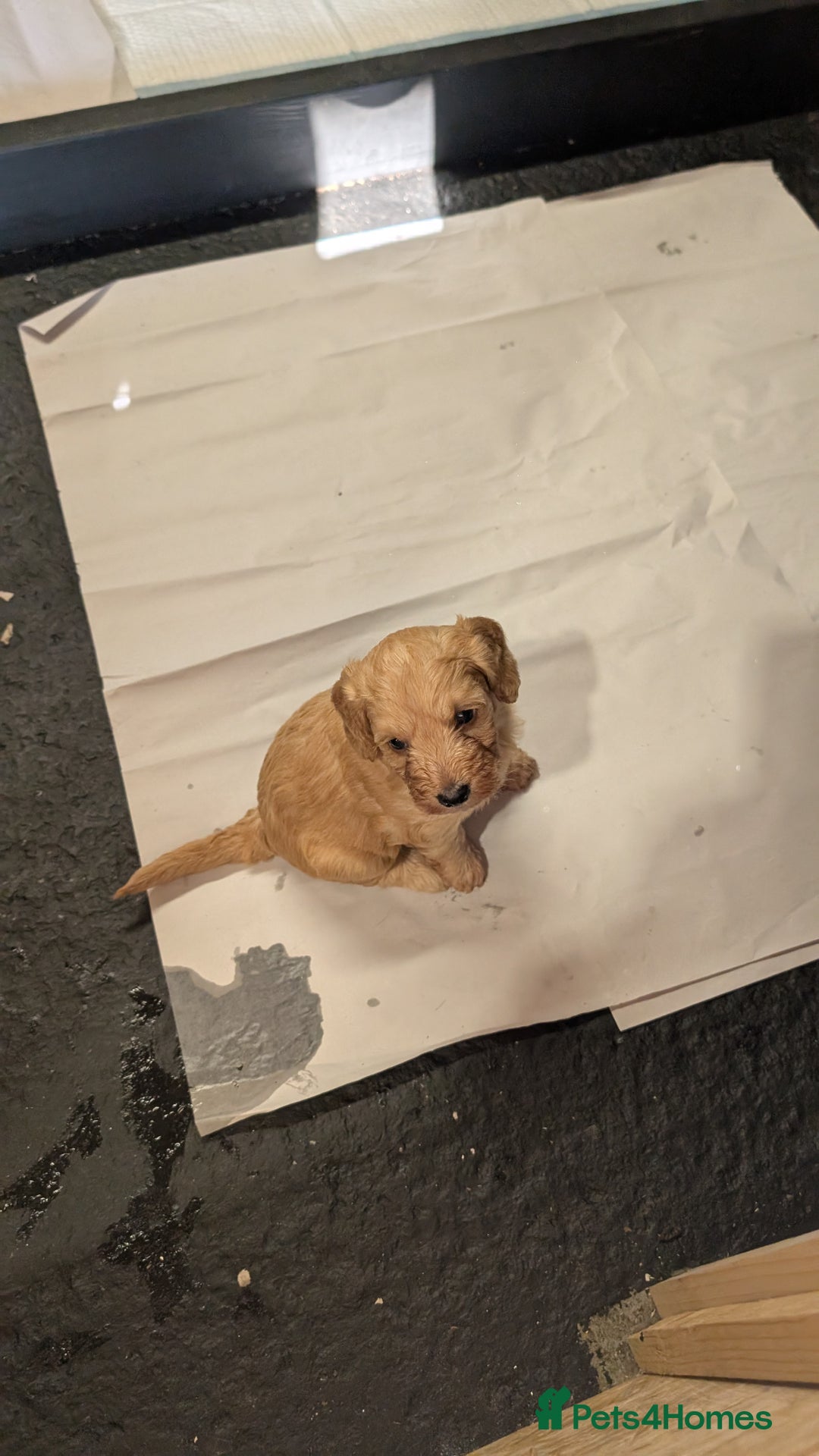 Cockapoo dogs for sale: F1 Miniature Phantom Cockapoos  READY NOW  in Chulmleigh - Image 9