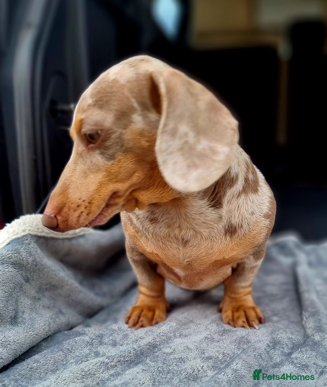 Miniature Dachshund dogs for stud: miniature Isabella and tan dapple stud in Willenhall - Advert 2