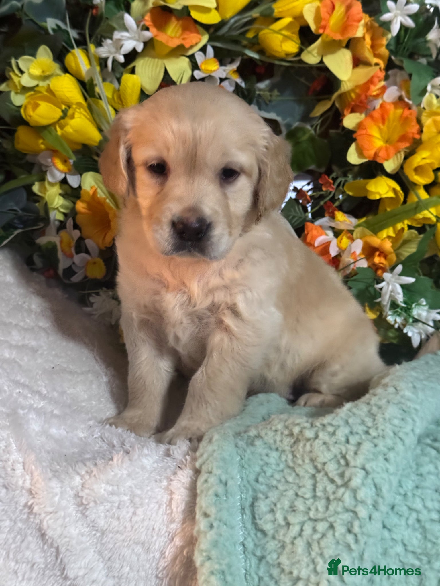 Mini Goldendoodle dogs 9 mini Goldendoodles dna clear puppies for sale - Advert 1
