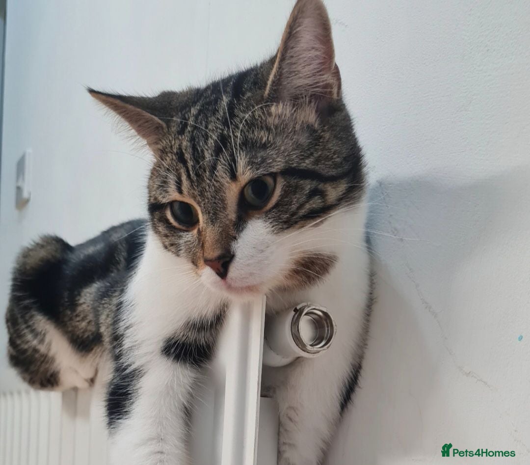 Domestic Shorthair cats Caliby  - Advert 2