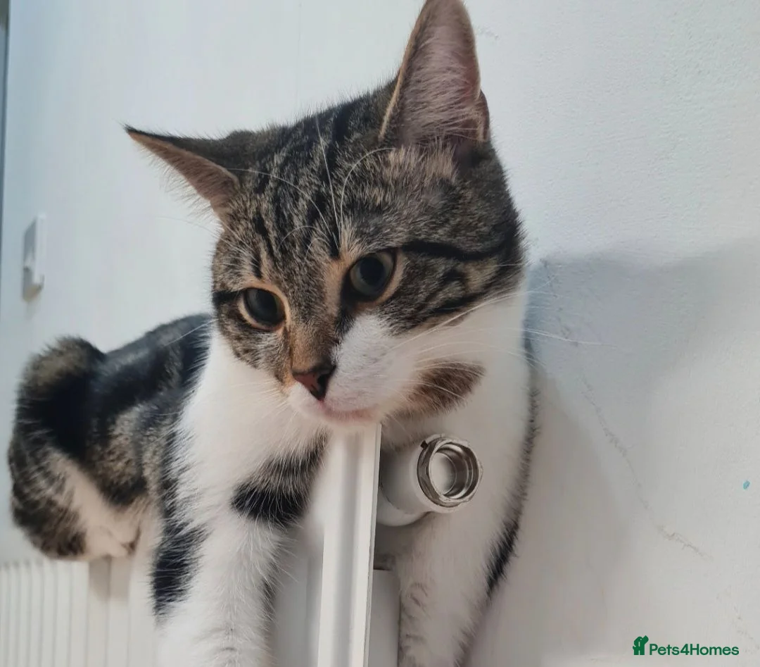 Domestic Shorthair cats for sale: Caliby  in Manchester - Advert 1