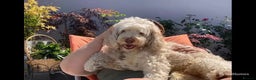 Labradoodle dogs for stud: Proven Australian Labradoodle Stud  in Edenbridge - Advert 7