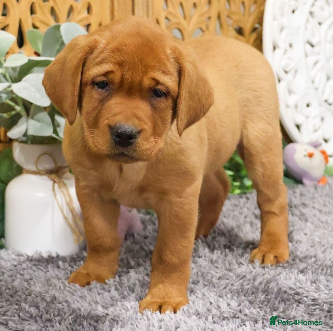 Labrador Retriever dogs Friendly male Labrador retriever - Advert 11