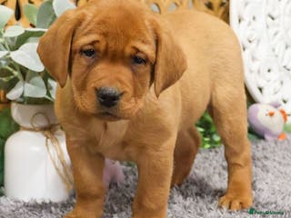 Labrador Retriever dogs Friendly male Labrador retriever - Advert 6