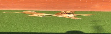 Saluki 2