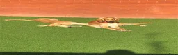 Saluki dogs for sale: 2 VERY HANDSOME SALUKI BOY'S 100% in Wellington - Advert 5