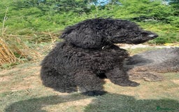 Labradoodle dogs for sale: Beautiful F2B Multigen Standard Labradoodle Pups in Kingsbridge - Image 4