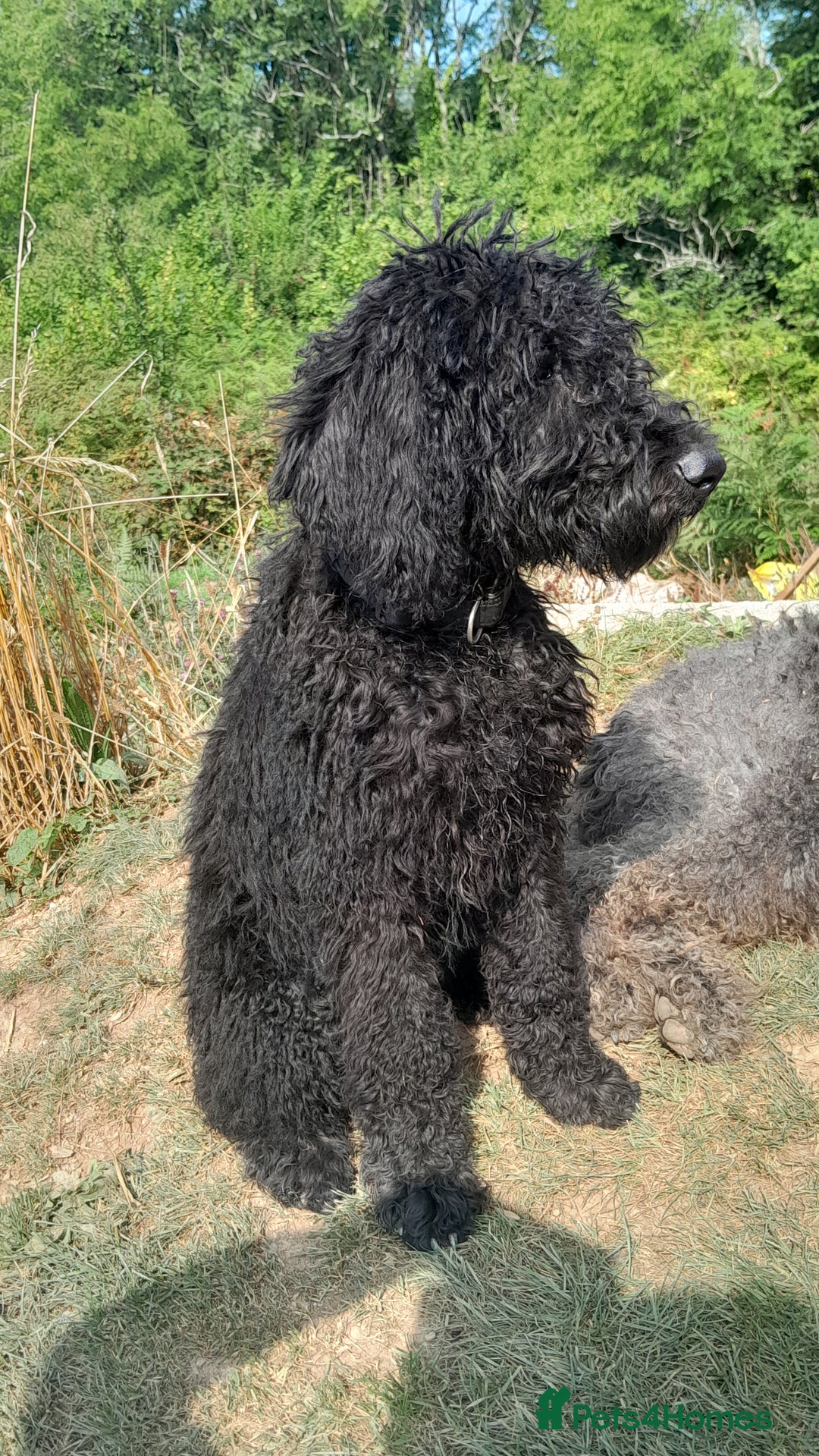 Labradoodle dogs for sale: Beautiful F2B Multigen Standard Labradoodle Pups in Kingsbridge - Image 4
