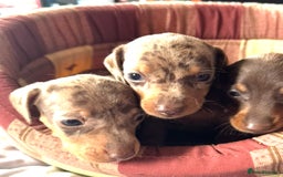 Miniature Dachshund dogs for sale: True miniature smooth coat dachshund puppies  - Image 9