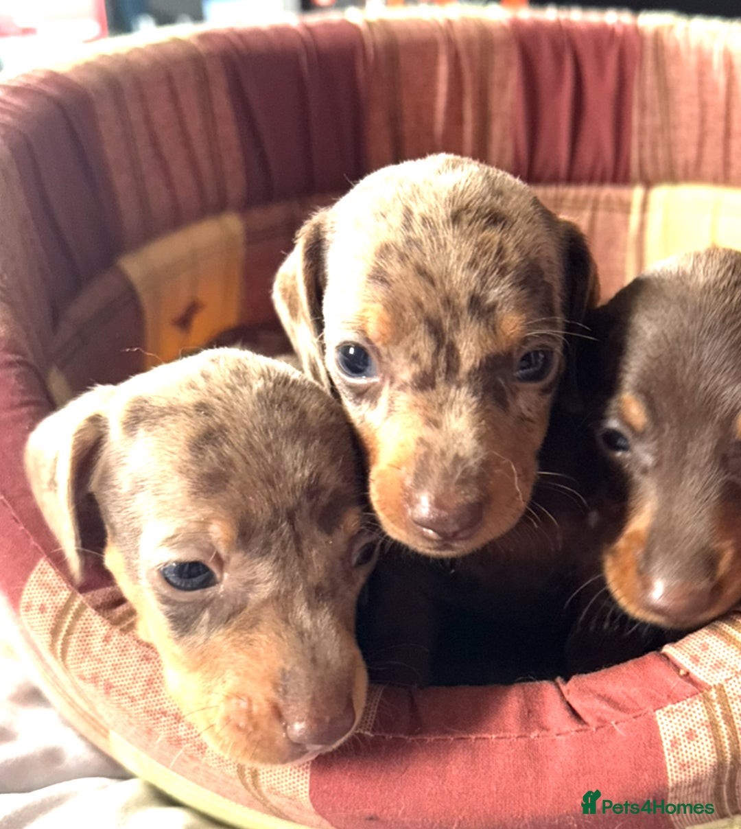 Miniature Dachshund dogs for sale: True miniature smooth coat dachshund puppies  - Image 9