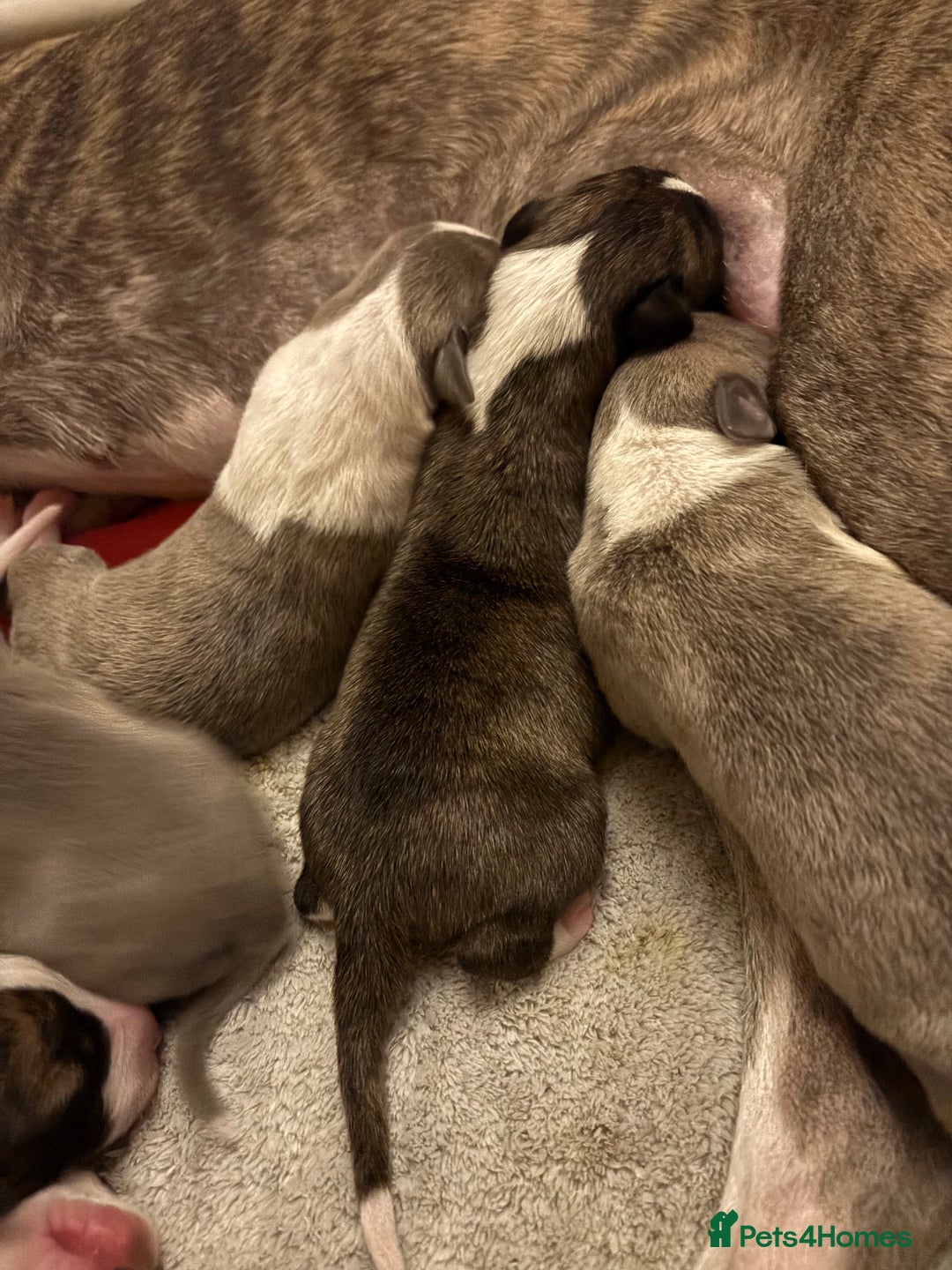 Whippet dogs for sale: Beautiful Blue Girl Whippet pup LAST ONE - Advert 7