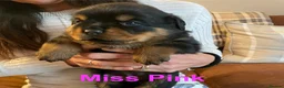 Rottweiler dogs for sale: KC Registered Rottweiler Puppies in Leicester - Advert 4