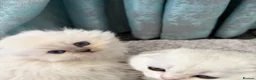 Scottish Fold cats for sale: Adorable Scottish Fold Kittens - Advert 25