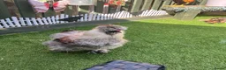 Mixed Breed poultry for sale: Polish/silkie chicks - Advert 7