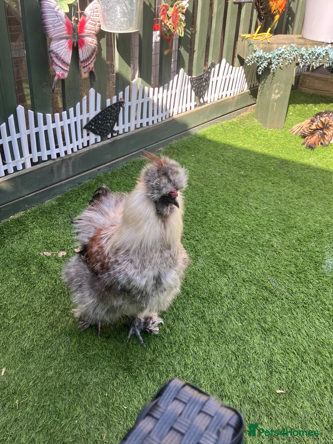 Mixed Breed poultry for sale: Polish/silkie chicks - Advert 7