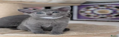 Russian Blue 3