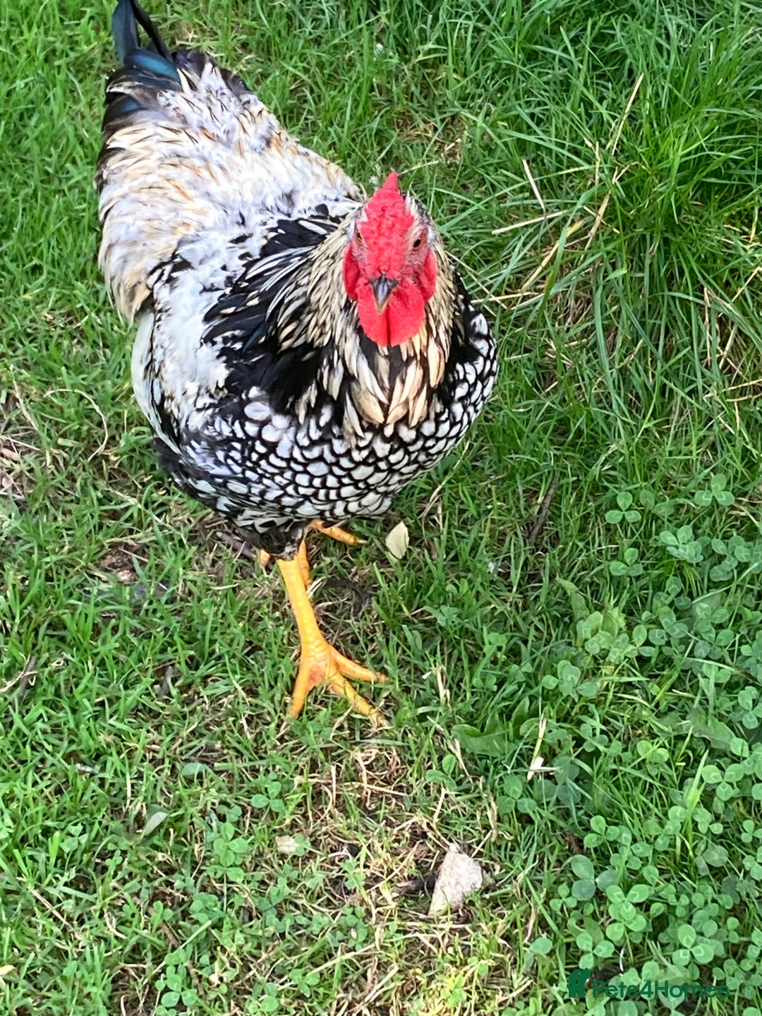 Chickens poultry for sale: Cockerel - Image 3