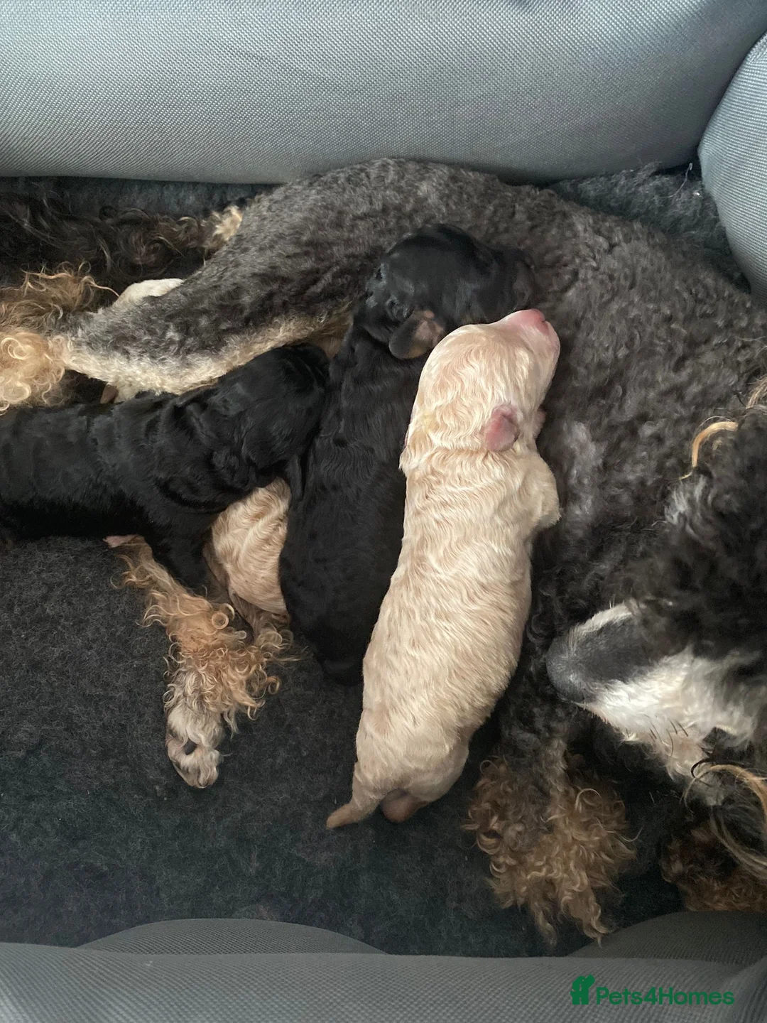 Maltipoo dogs for stud: Proven Pra clear Kcreg phantom toy poodle for stud in Manchester - Advert 7