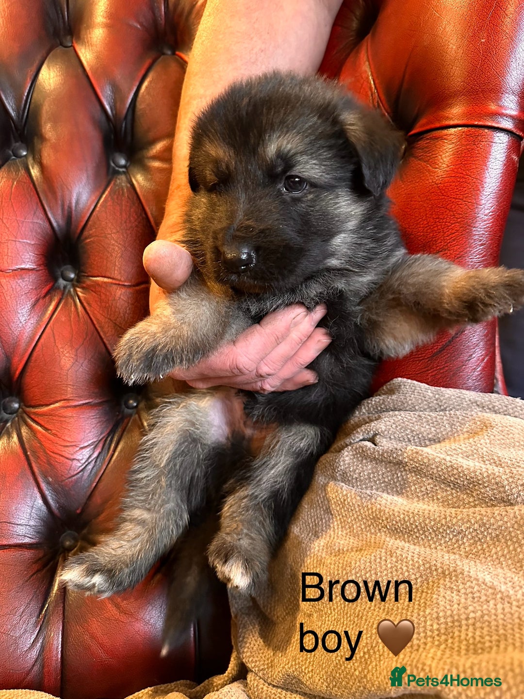 German Shepherd dogs for sale: Long-Haired Straight Back German Shepherd Puppies - Image 24